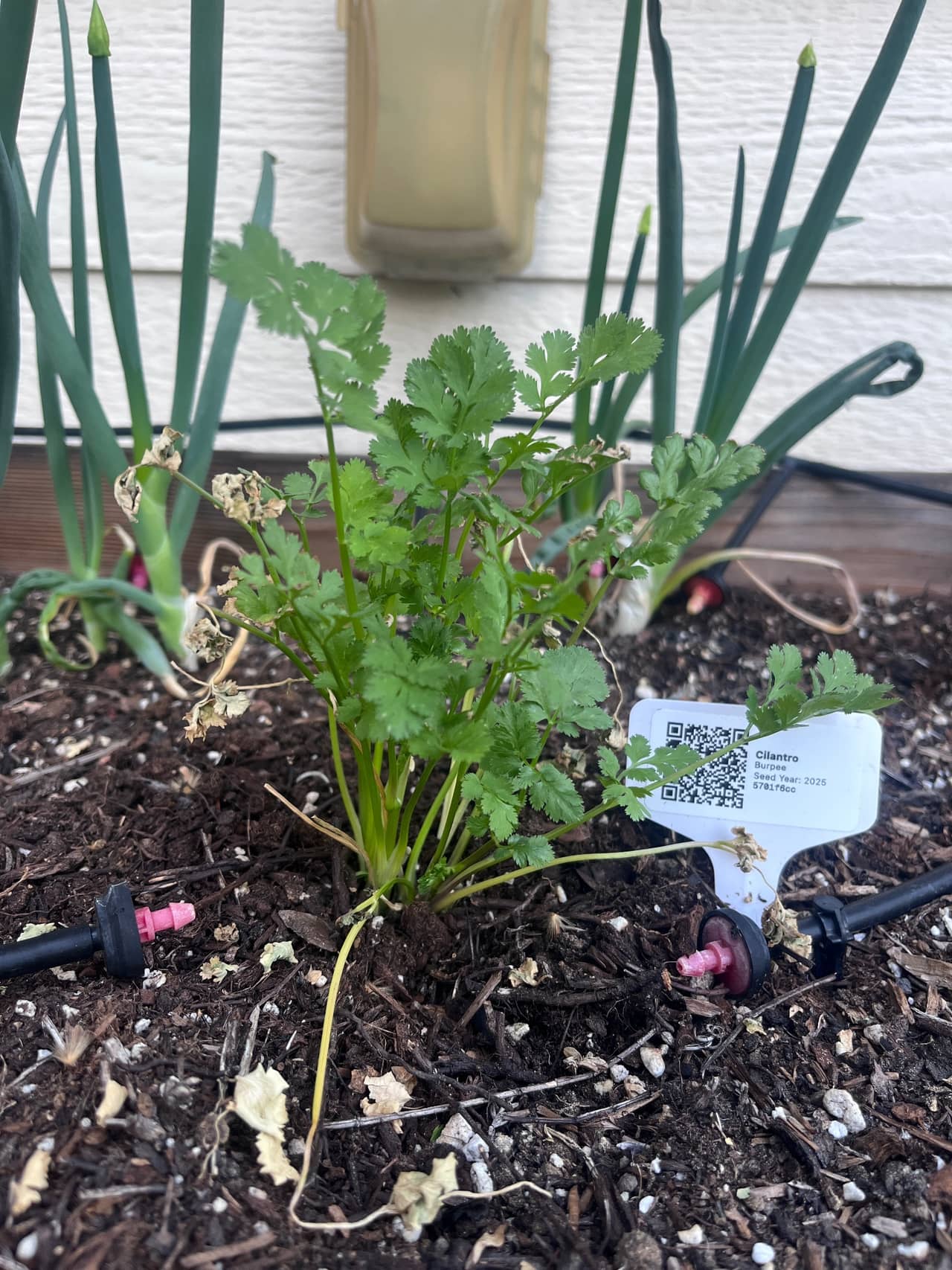 Growing photo