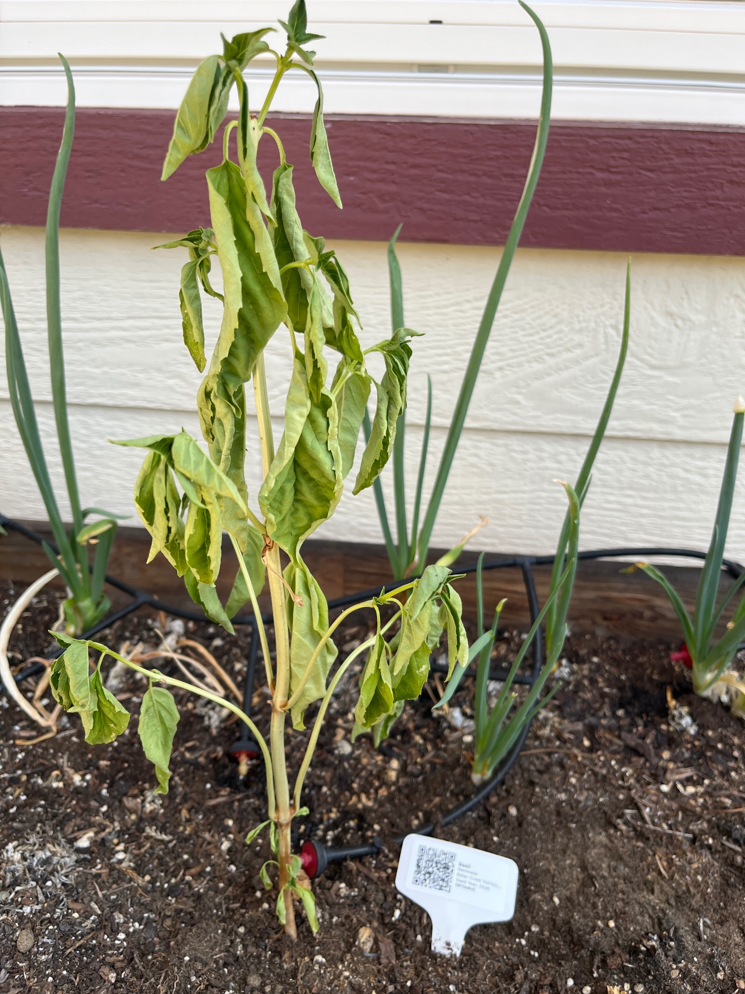 Growing photo