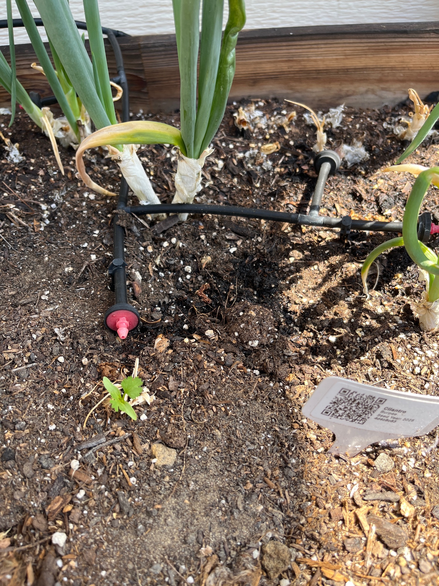 Growing photo