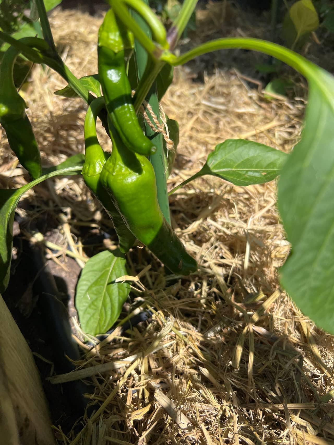 Growing in the Garden