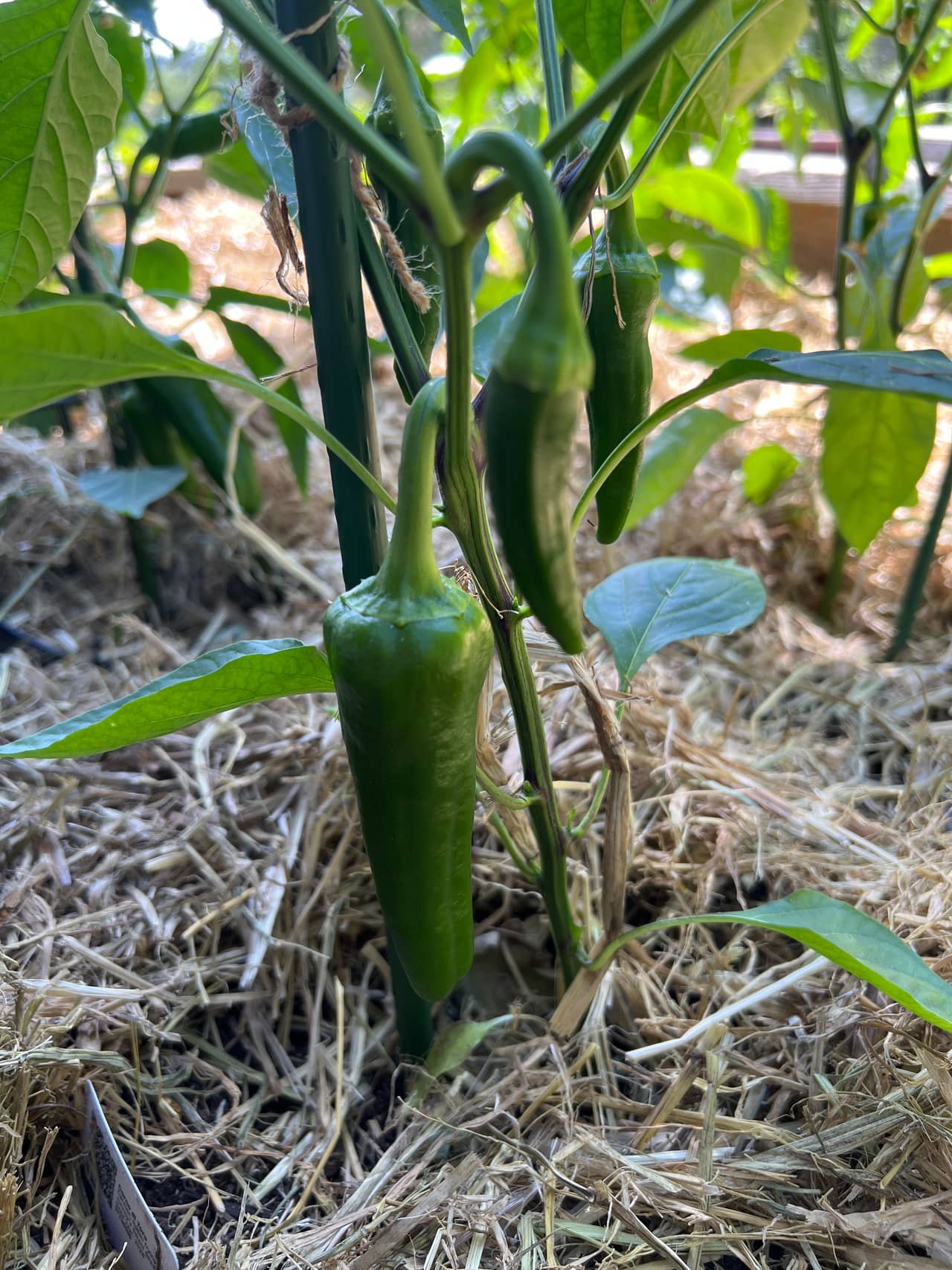 Growing in the Garden