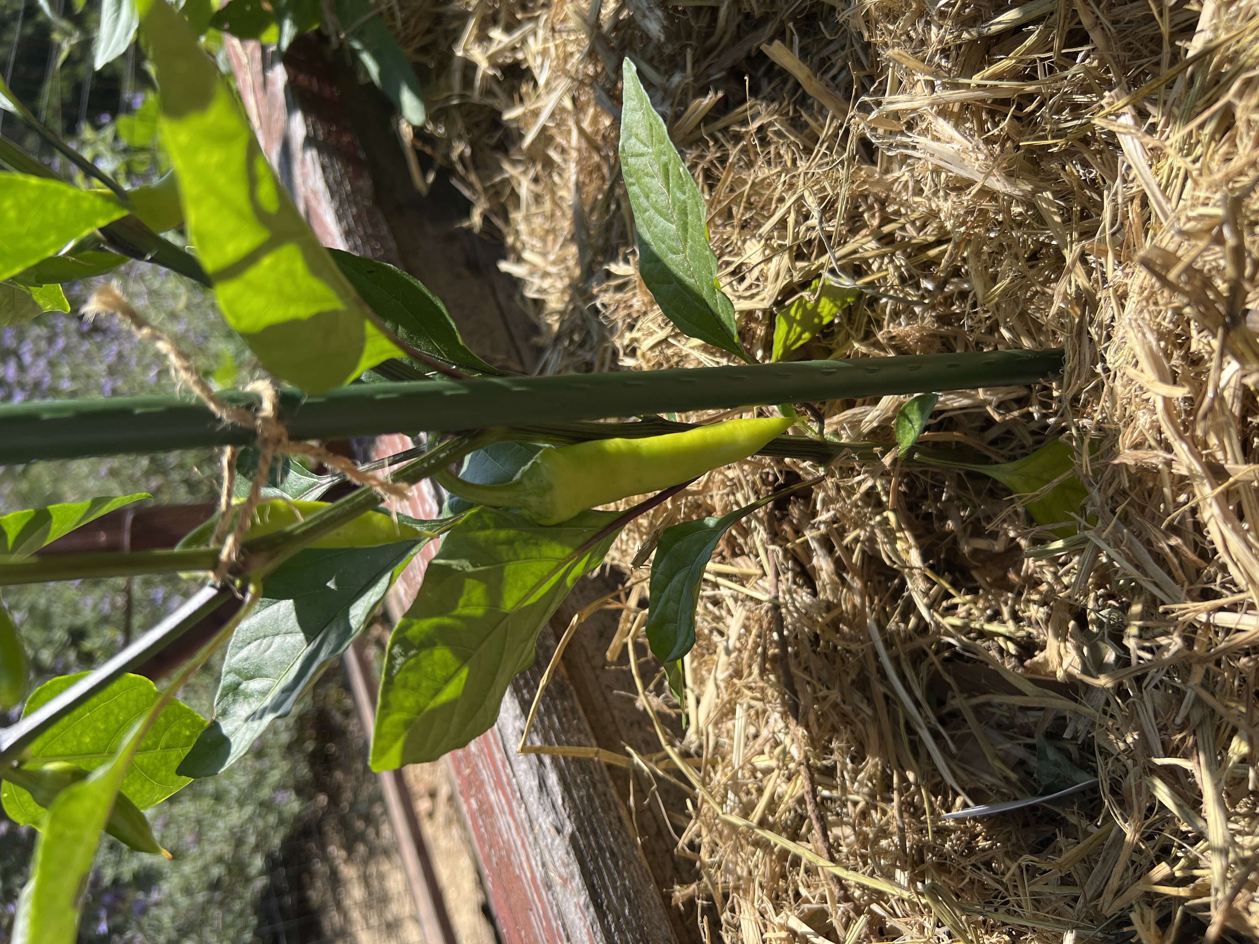 Growing in the Garden