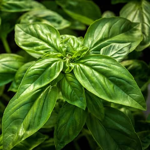 Basil